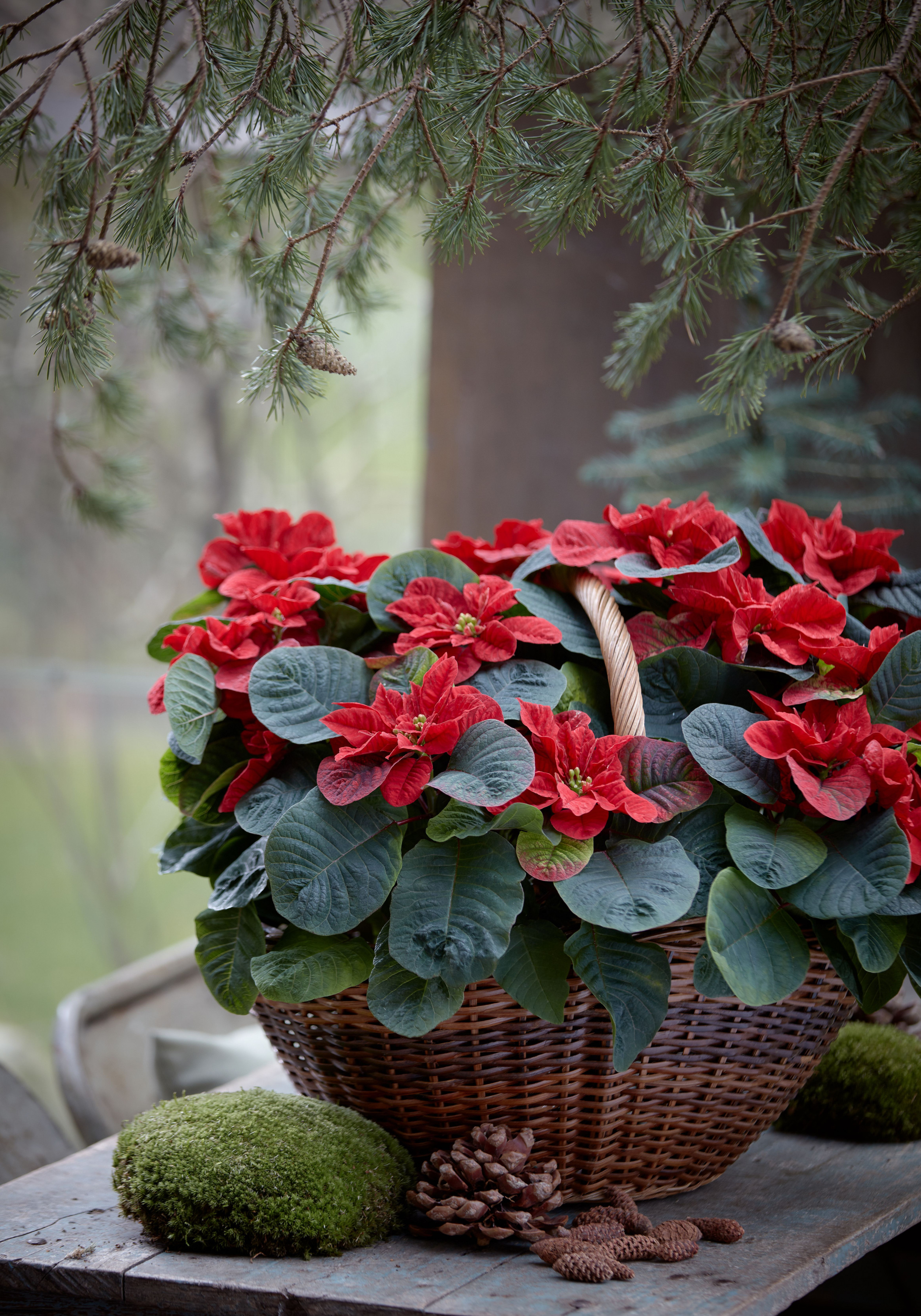 How To Care For A Poinsettia So It Lasts Throughout The Entire ...