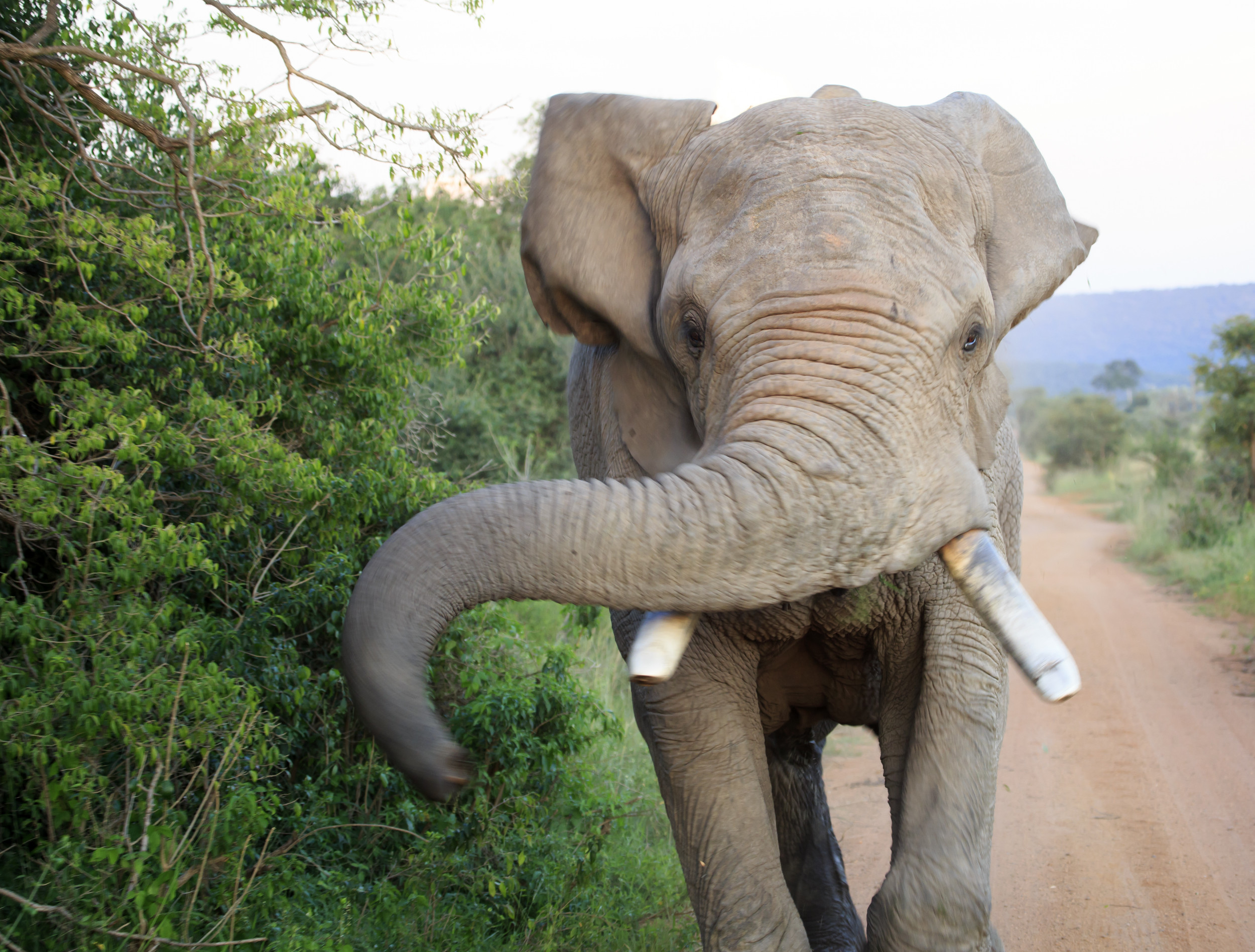 Terrifying Videos Show Elephant Charge at Safari Group, Push Car the Road - Feedy News US