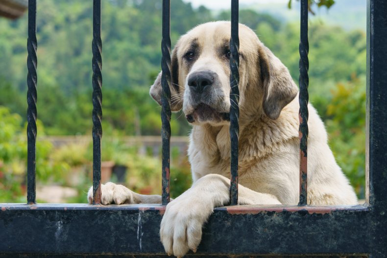large dog looking through gate