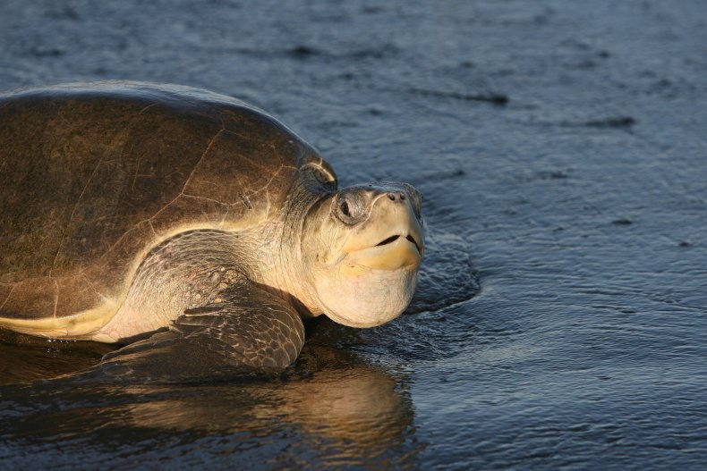 Kemp's Ridley turtle