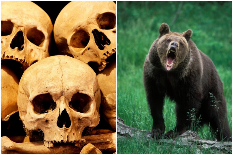 File photo of skulls and a bear.