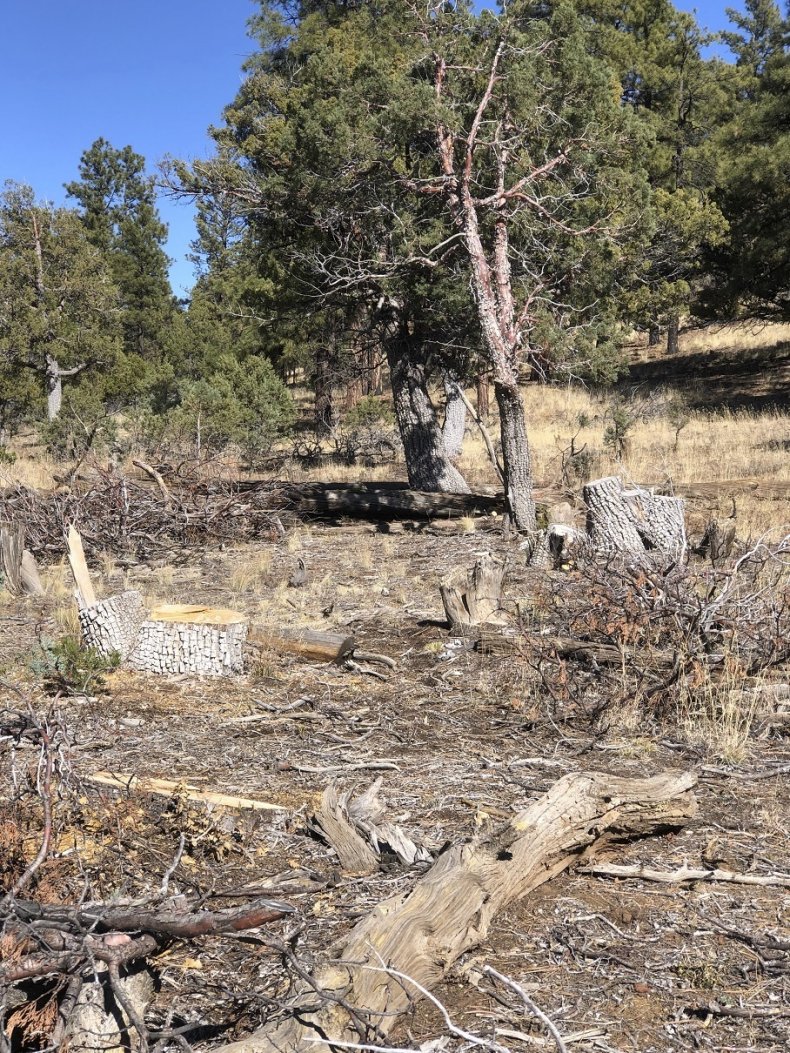 Alligator Juniper Trees Illegally Harvested