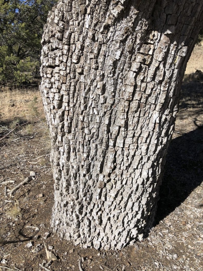 Alligator Juniper Tree Bark