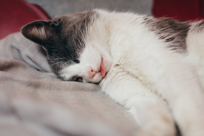 A sleeping cat.