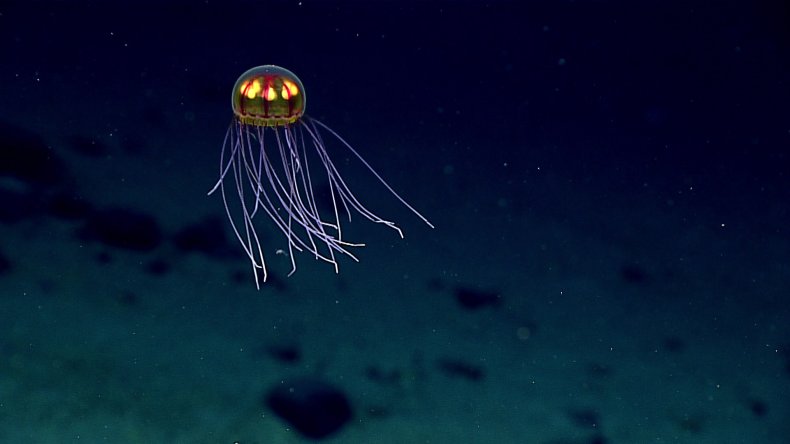 glowing jellyfish