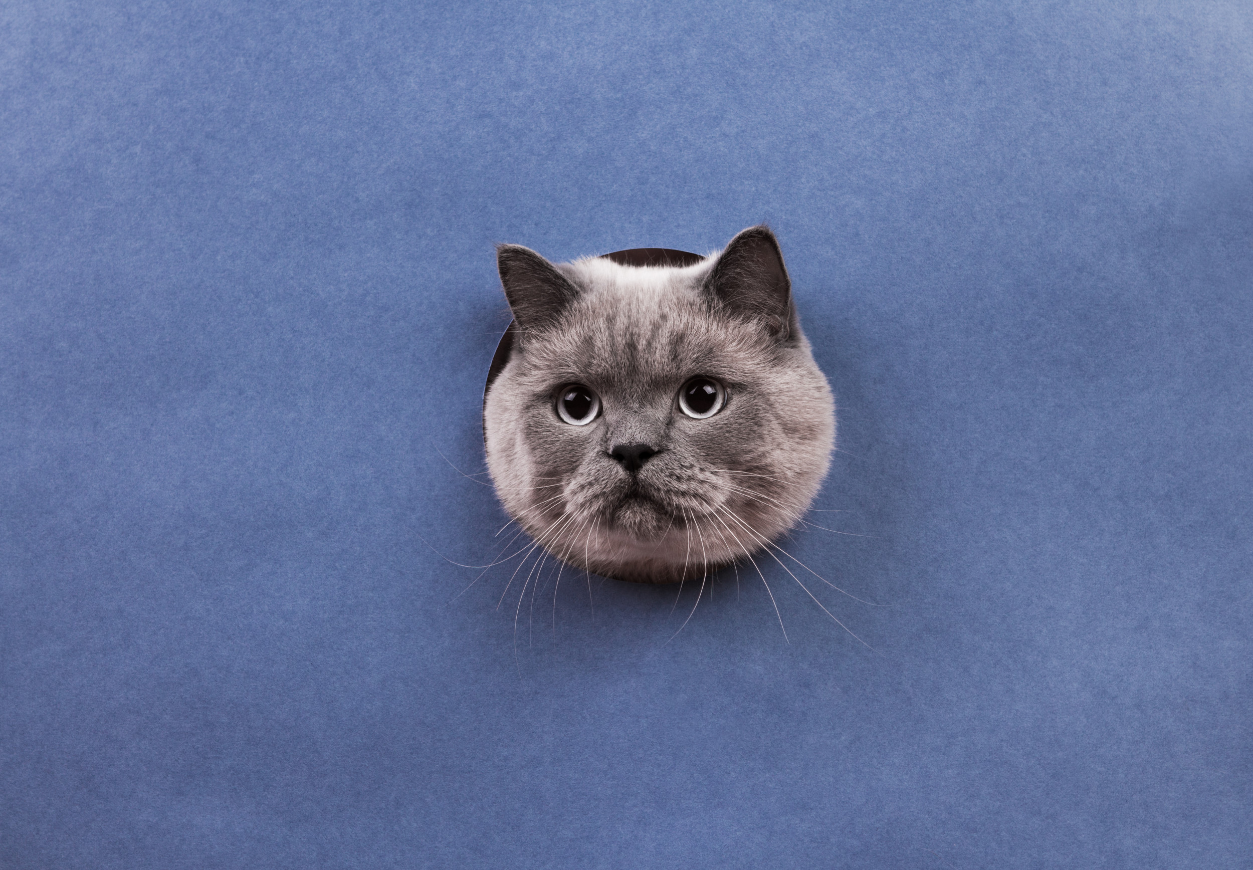 Man Smashes Wall Open With Hammer to Rescue Cat Trapped Over Thanksgiving