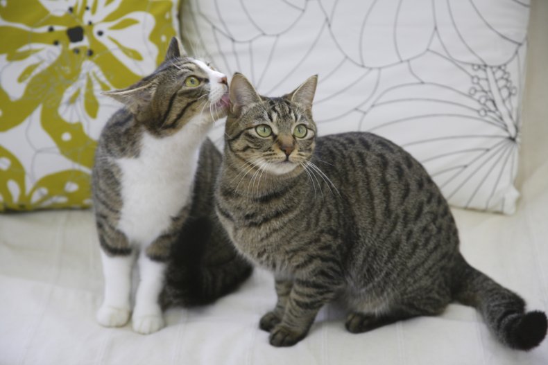 Two cats stock image