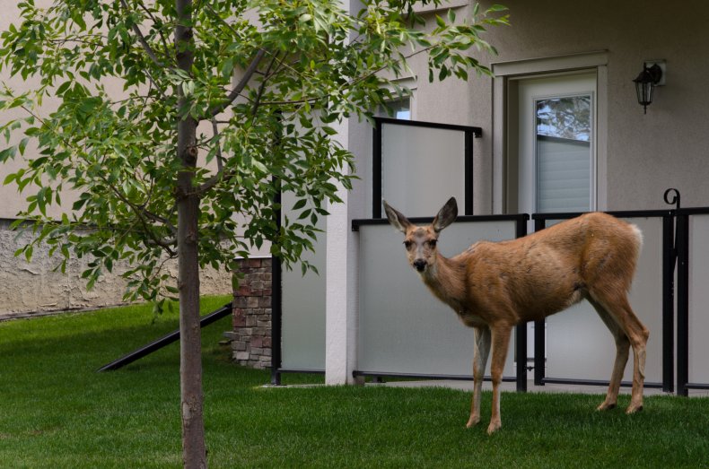 File photo of a deer.