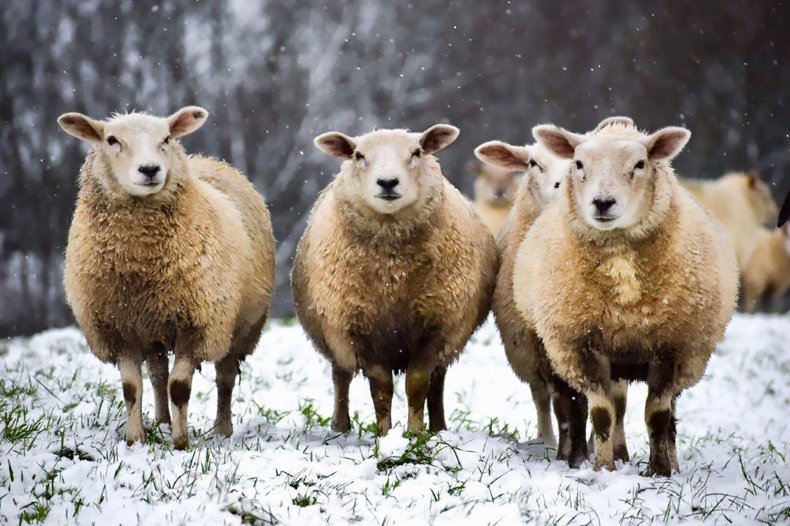 Sheep in snowy field