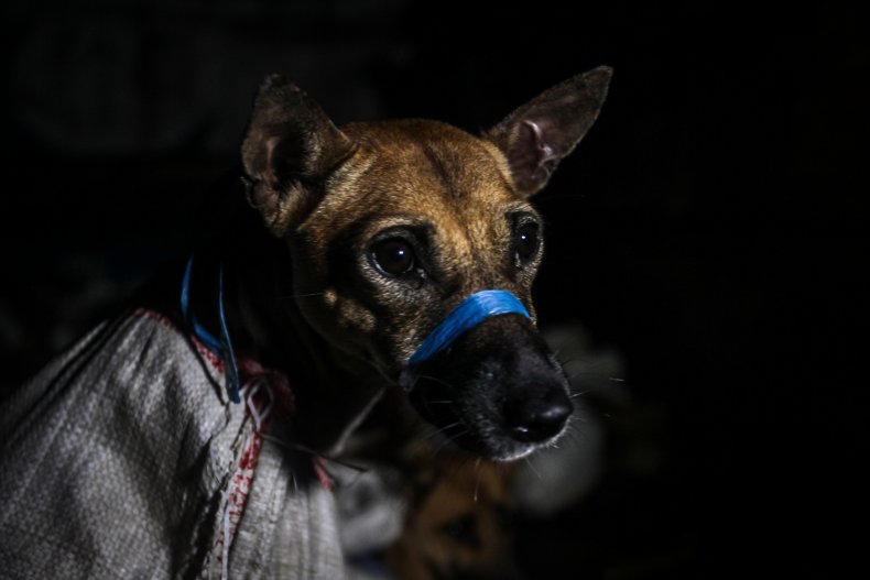 Dog rescued from Slaughterhouse in Indonesia
