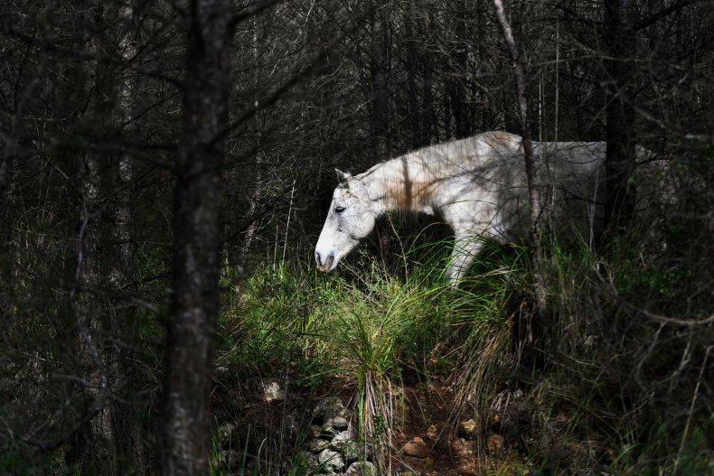 A horse walks between the trees