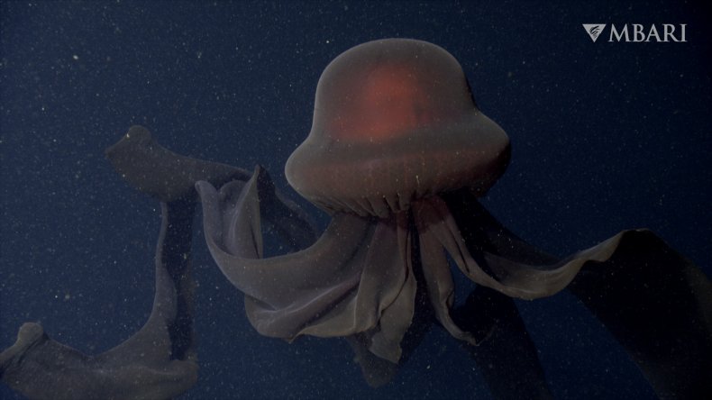 giant phantom jelly