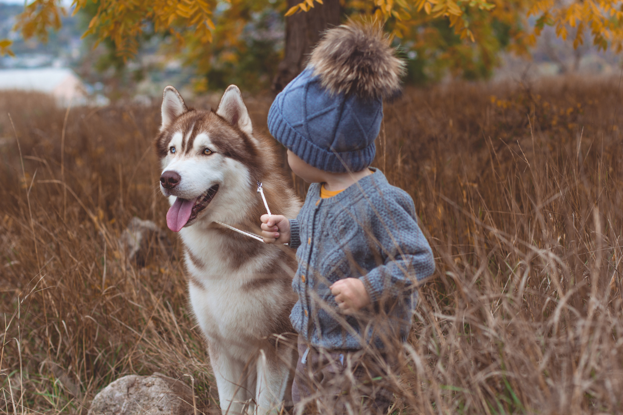 Включи лайки малыши. Картинка мальчик с собакой в лесу.