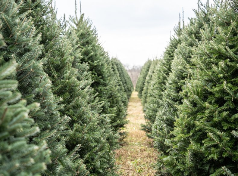 Choose An Appropriate Tree