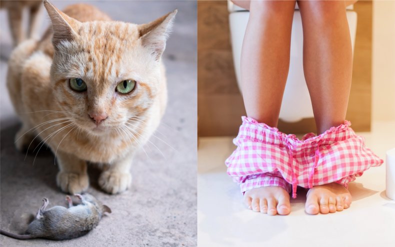 A cat and a mouse and the legs of a woman.