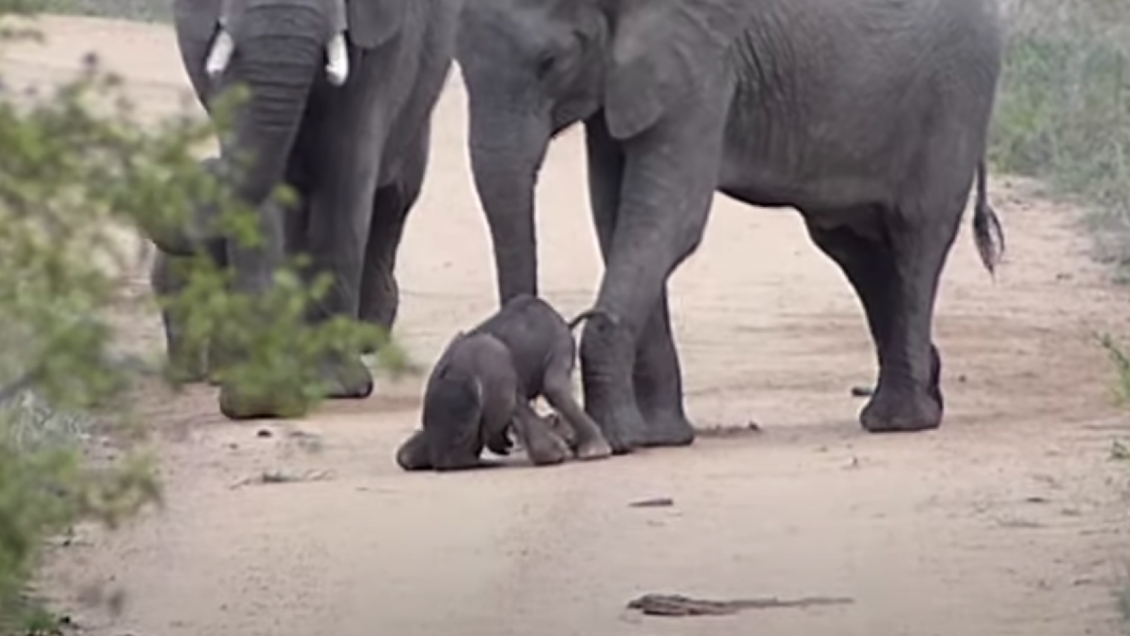 Watch Baby Elephant Takes Its First Steps With Help From Its Mom in Adorable Video