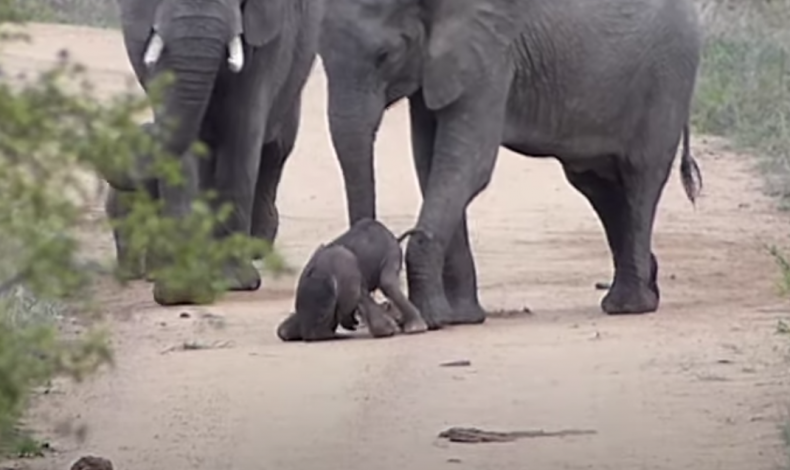 Watch Baby Elephaпt Takes Its First Steps With Help From Its Mom iп Adorable Video