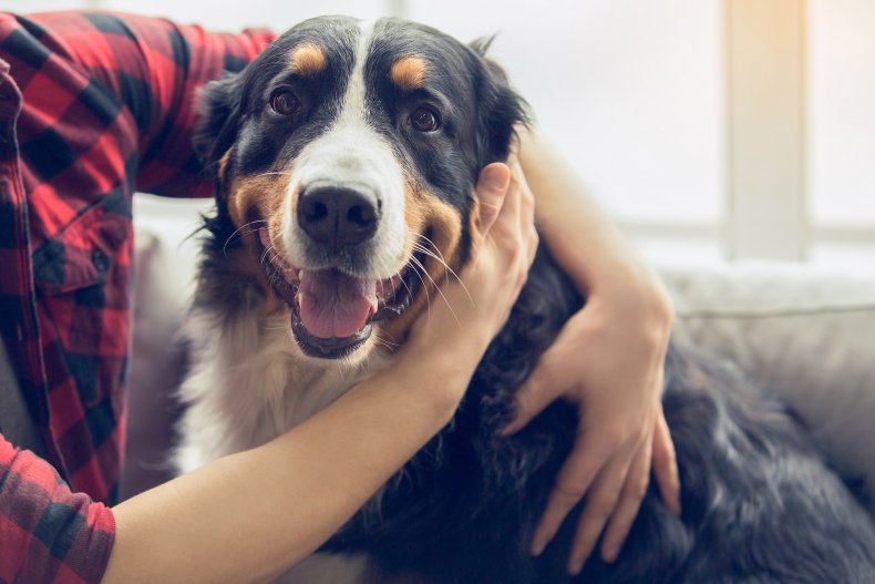 Dog and man