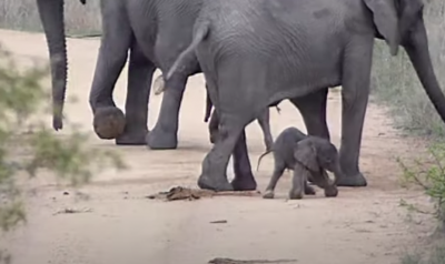 elephant elephant