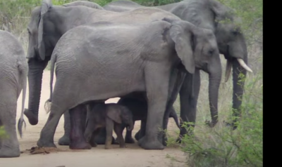 elephant elephant