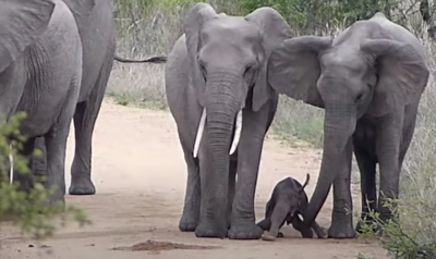 elephant elephant