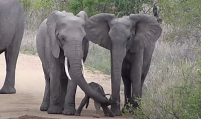 elephant elephant