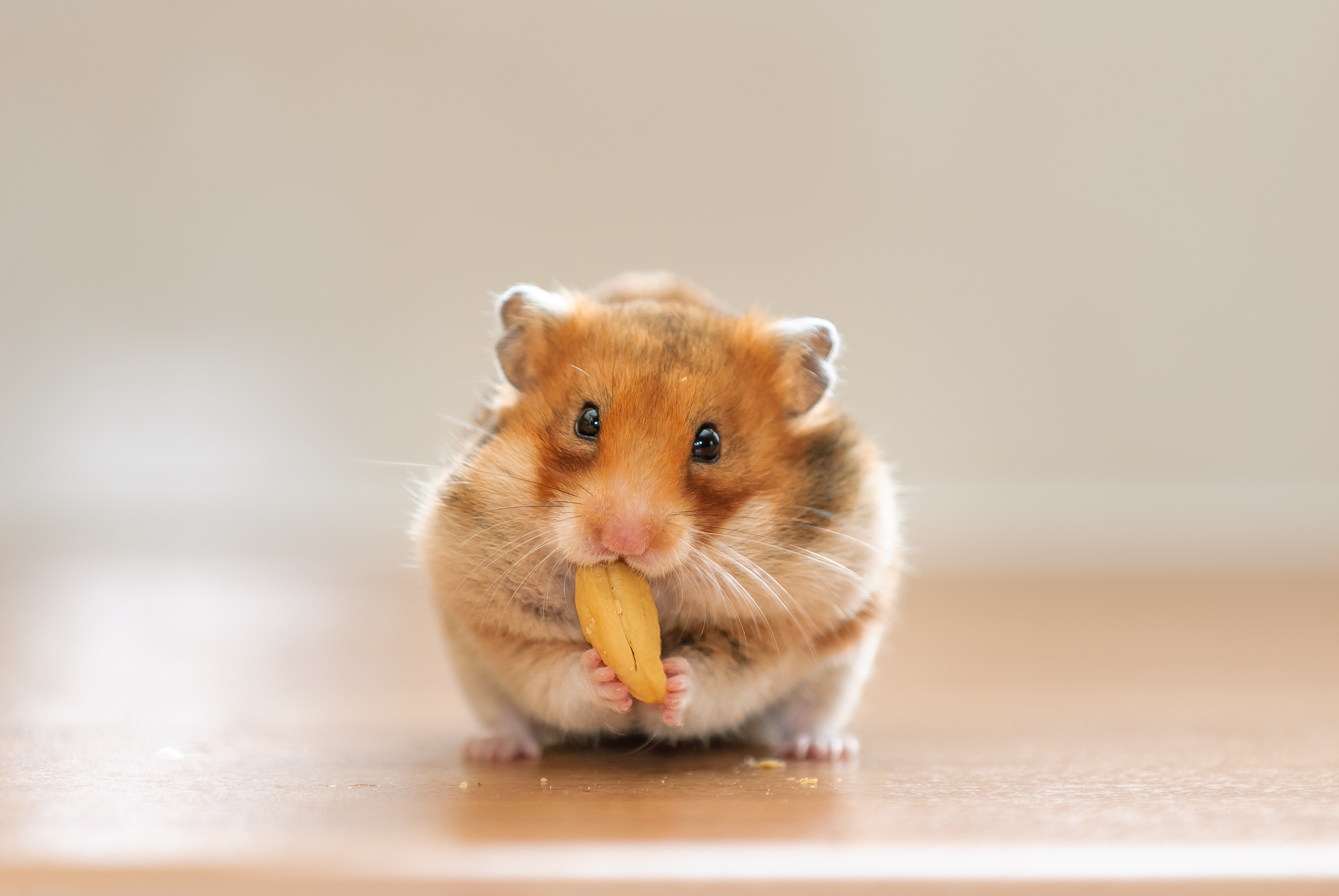 Hamster Life - Android game - They look so cute with full cheeks
