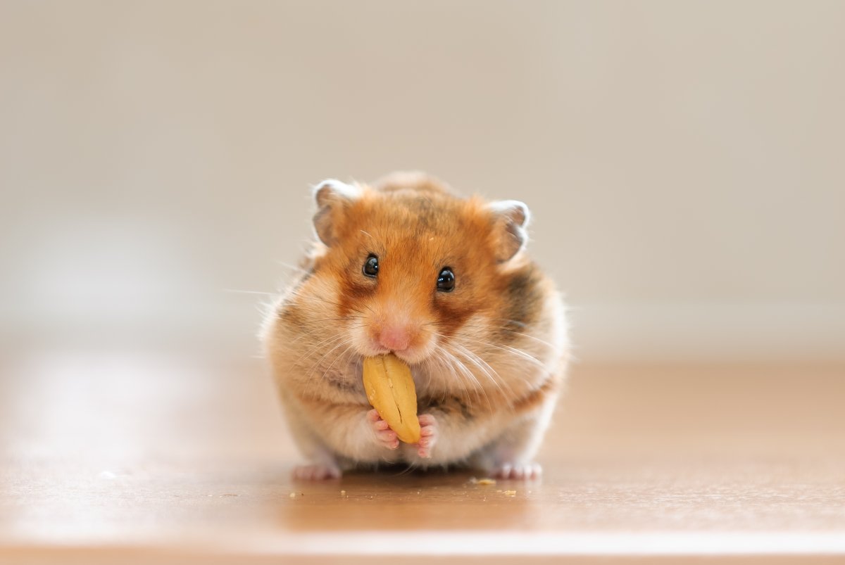 Why Do Hamsters Die So Easily? Health Issues Explained