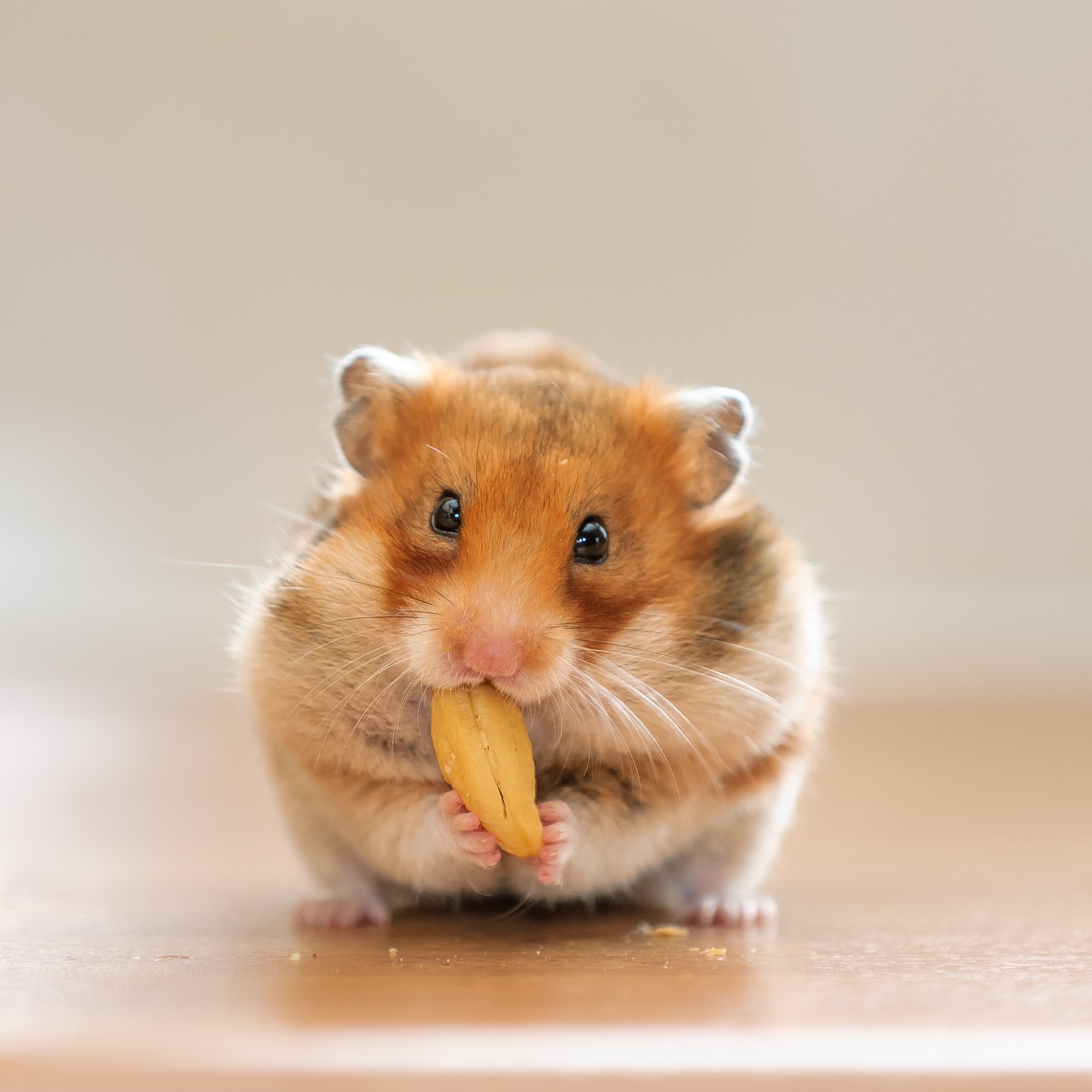 The Life Cycle of Hamsters - My Animals