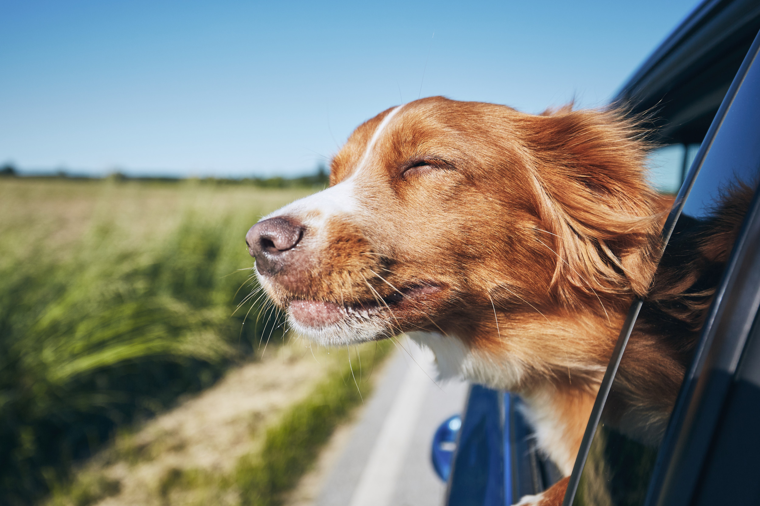 dogs in car windows