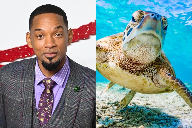 will smith green turtle