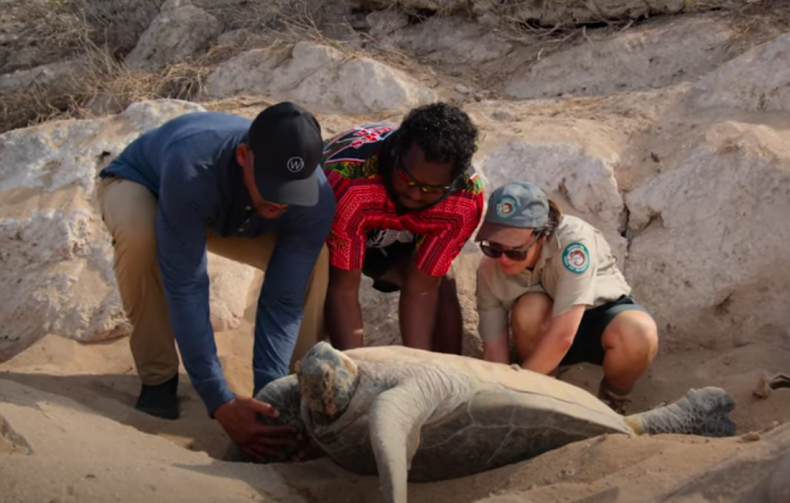 will smith turtle