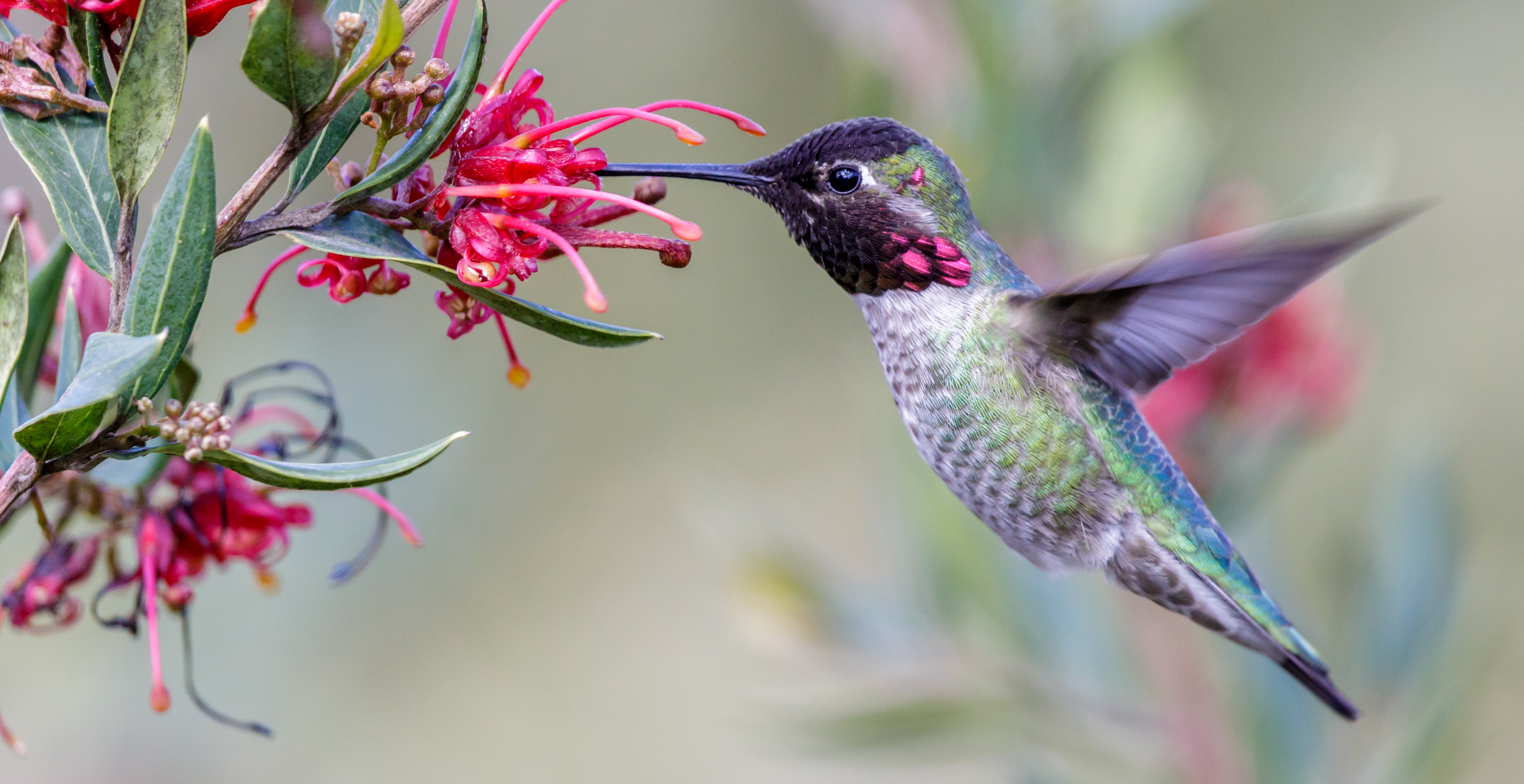 Do Hummingbirds Return to the Same Place Every Year?