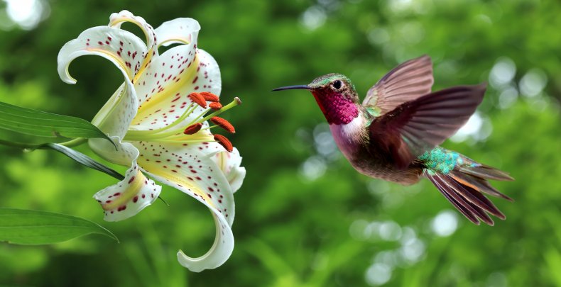 Hummingbird (archilochus colubris) 