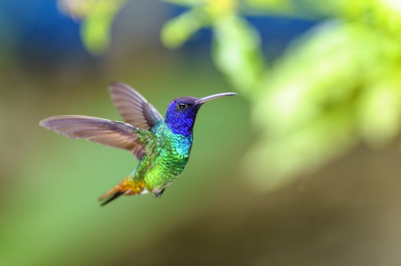 Golden tail sapphire (Chrysuronia oenone)