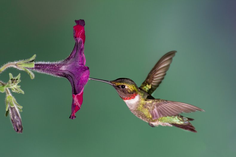 A ruby-throated hummingbird flying in a petunia