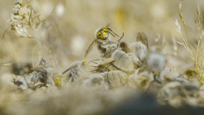 the mating game the mating game