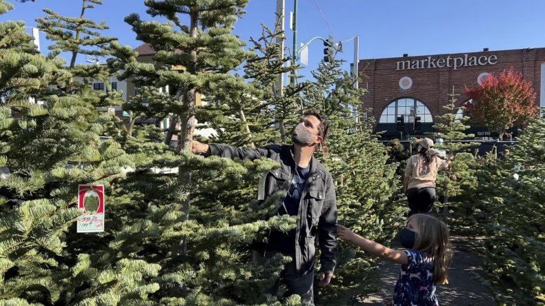 Christmas trees, tree farm