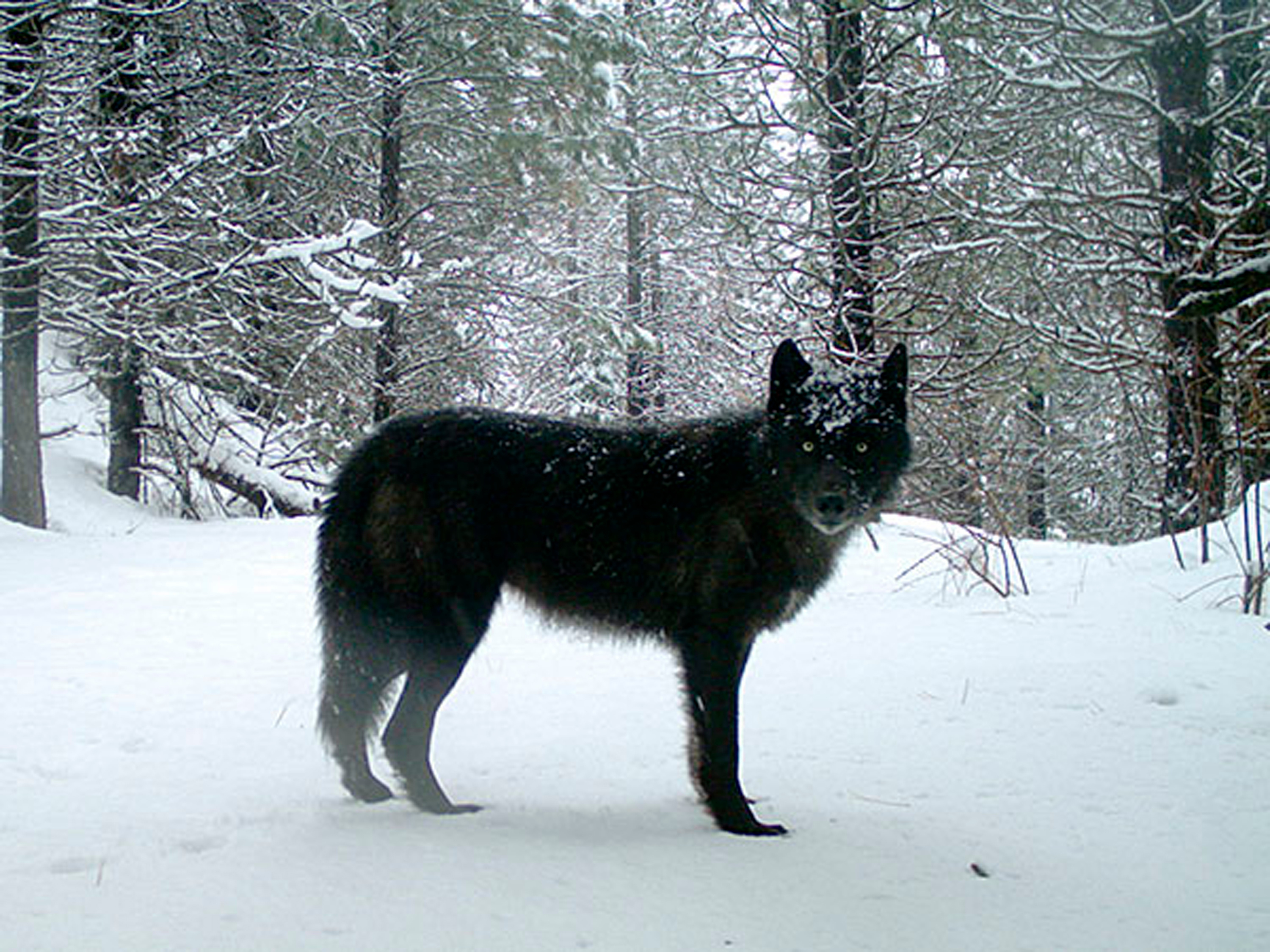 Ever wolf. Канадский волк меланист. Таёжный волк. Гривинский волк. Хоккайдский волк.