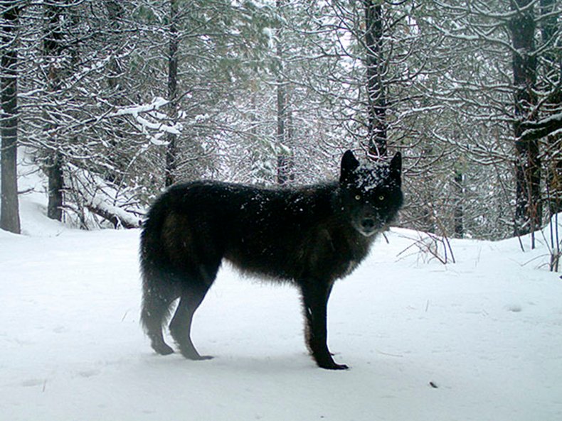 wolves, Oregon