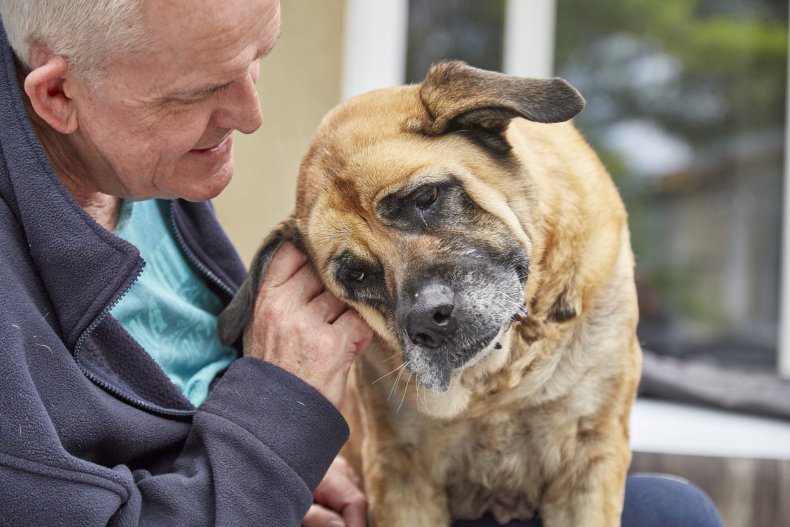 Molly-Moo with her new owner John Bebbington