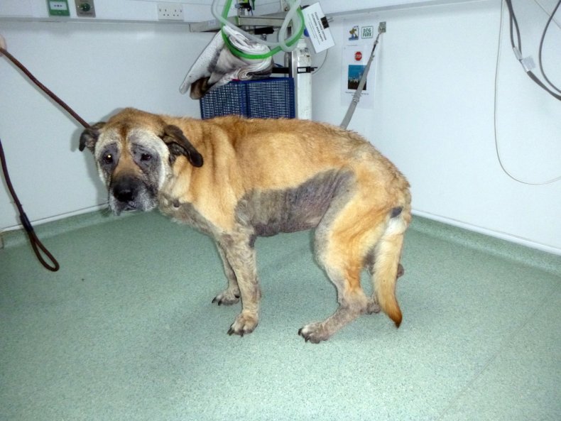 Molly-Moo in poor condition