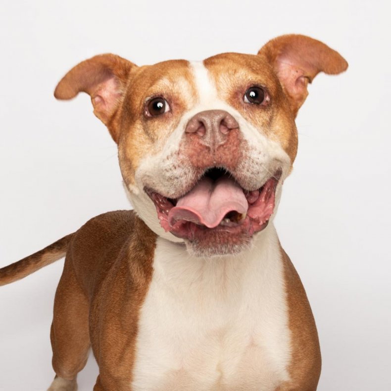 These 20 Amazing Dogs Are Looking for Amazing Owners 3 Mona
BEST FRIENDS ANIMAL SOCIETY