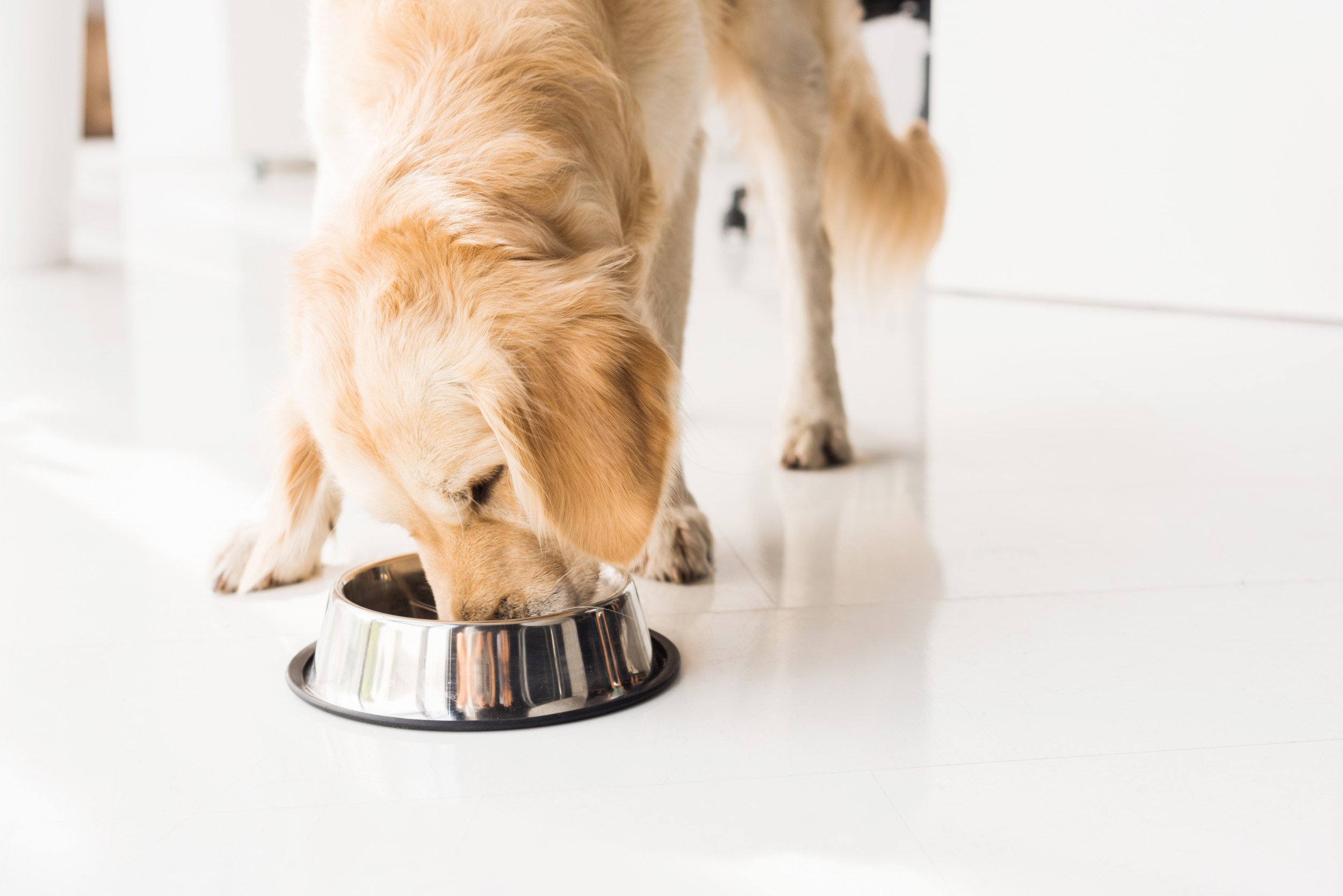 Dog sick after clearance eating