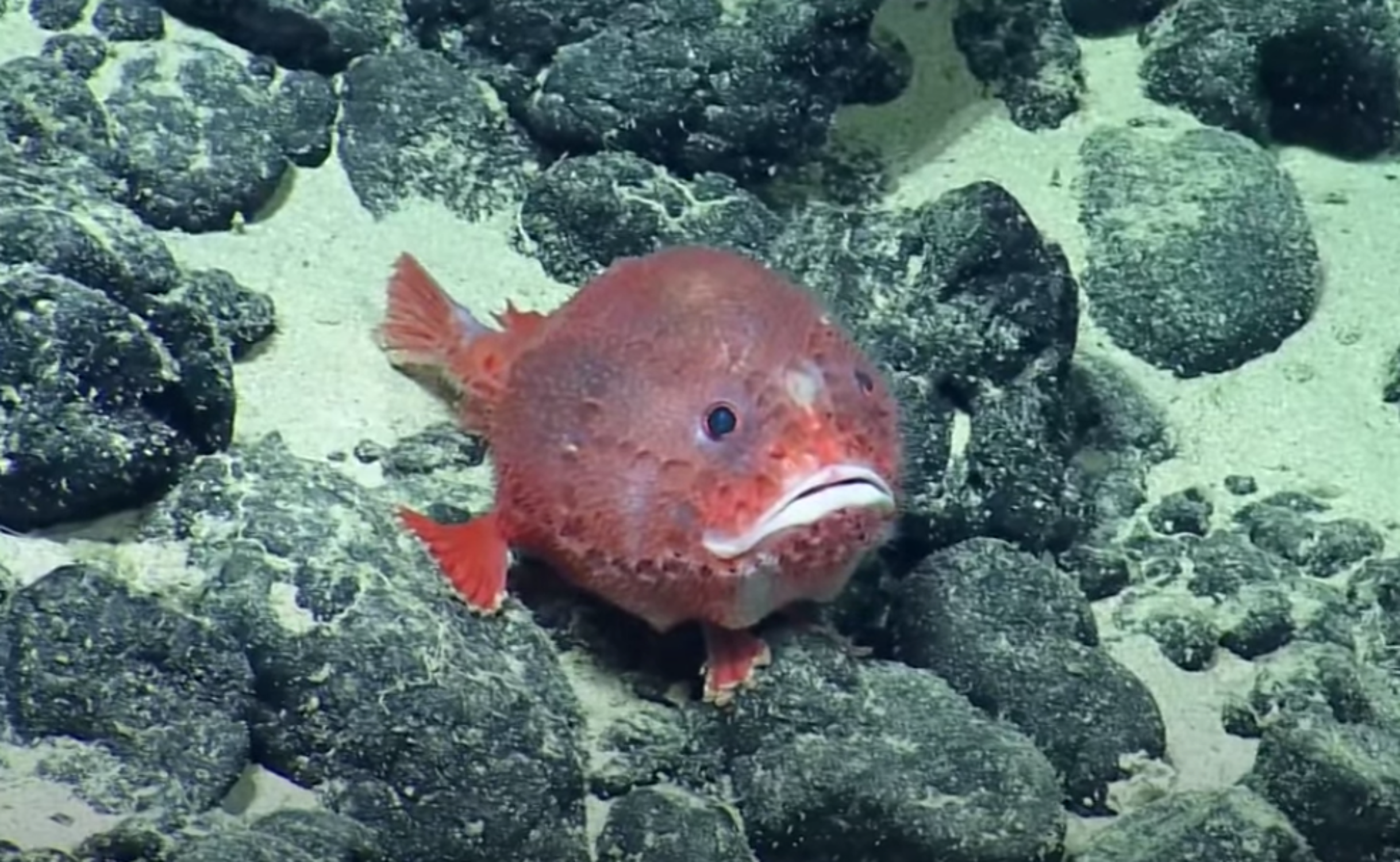 Super Cute Pink Anglerfish With Frowny Face Filmed on Bottom of Ocean