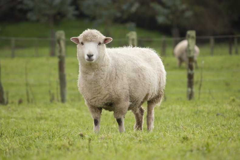 Stock image of a sheep