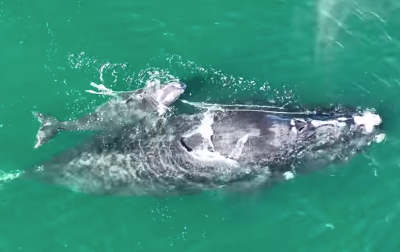 North Atlantic Right Whale