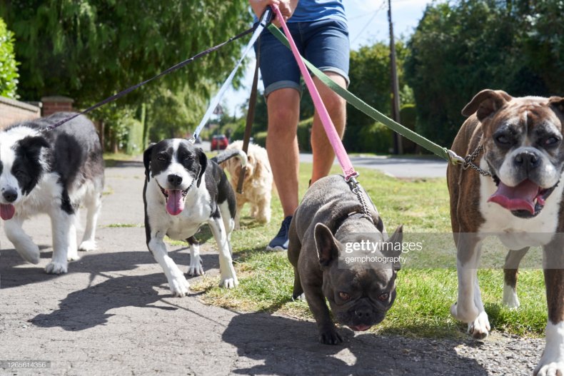 Dog Walker