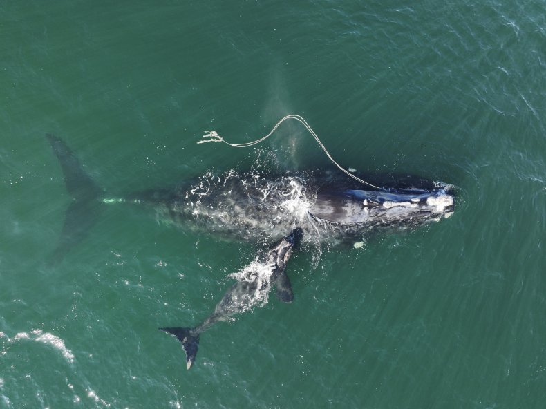 North Atlantic right whale, whale calf