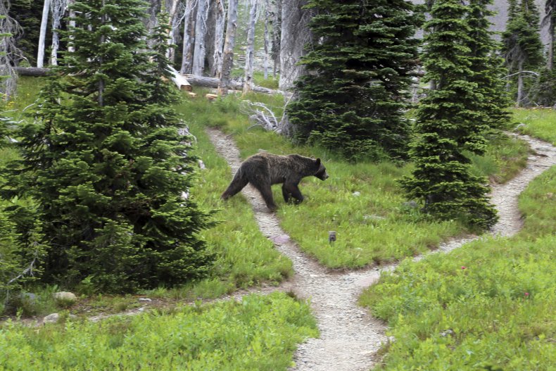 Montana, Grizzly Bears, Lift Protections Request